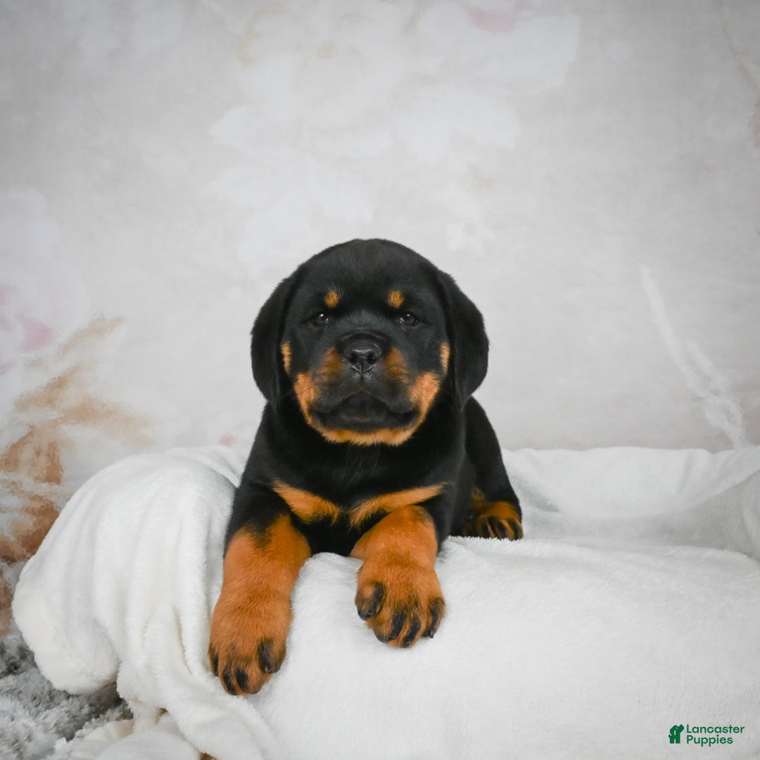 Rottweiler dogs for sale: Kara - Ad 4