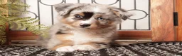 Miniature Australian Shepherd dogs for sale: River - Mini Aussie  - Ad 1