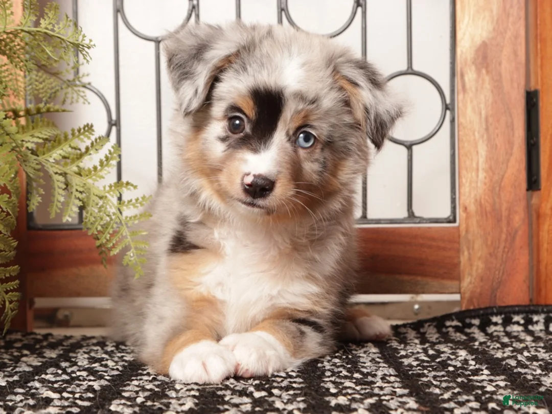 Miniature Australian Shepherd dogs for sale: River - Mini Aussie  - Ad 1