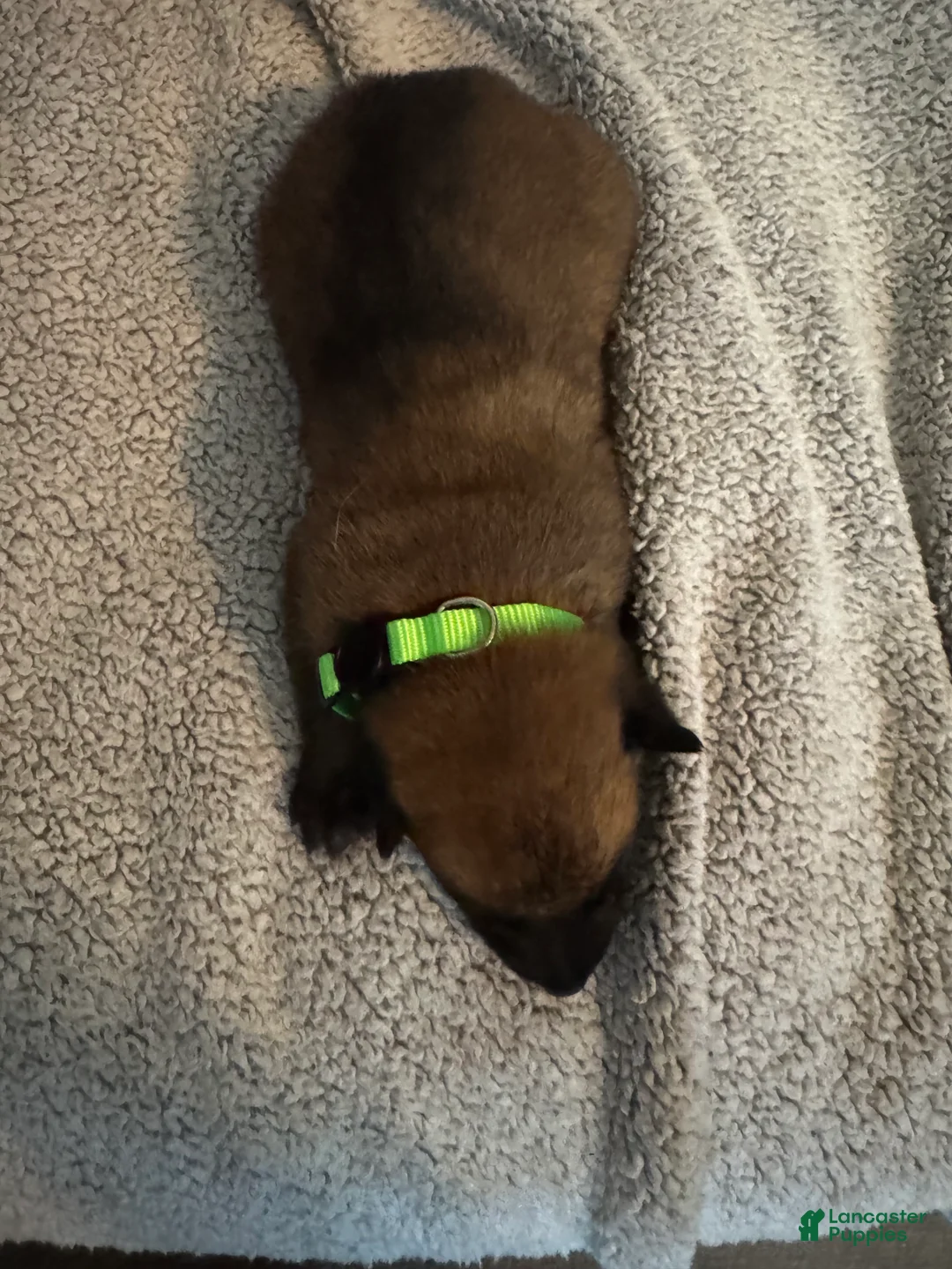 Belgian Malinois dogs for sale: Belgian Malinois 5 - Ad 2