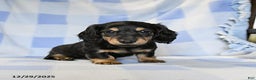 Miniature Dachshund dogs for sale: Apollo - Ad 3