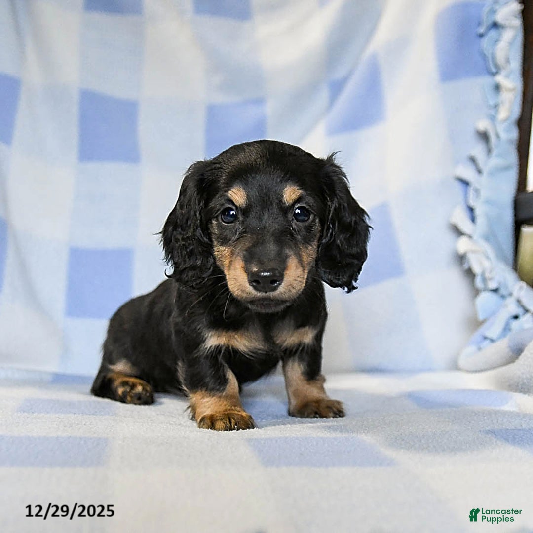 Miniature Dachshund dogs for sale: Apollo - Ad 3