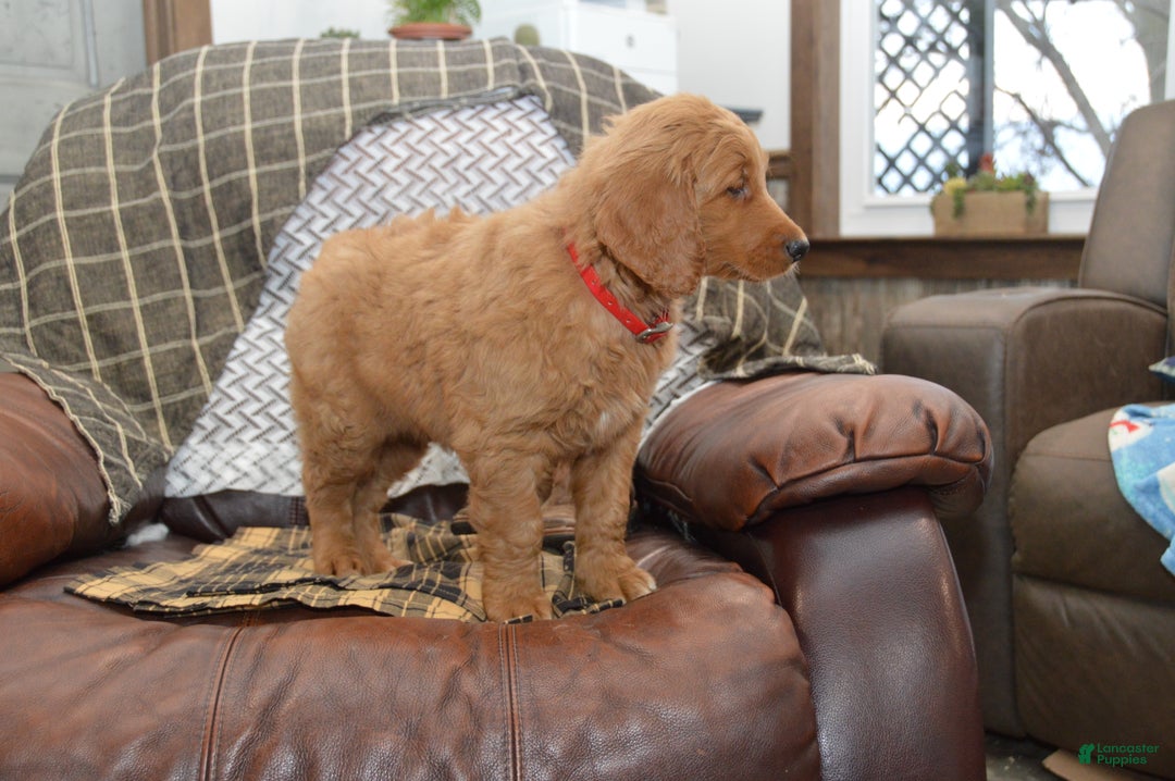 Goldendoodle dogs for sale: Rogen - Ad 5