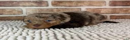 Mini Aussiedoodle dogs for sale: Tizzy - Ad 2
