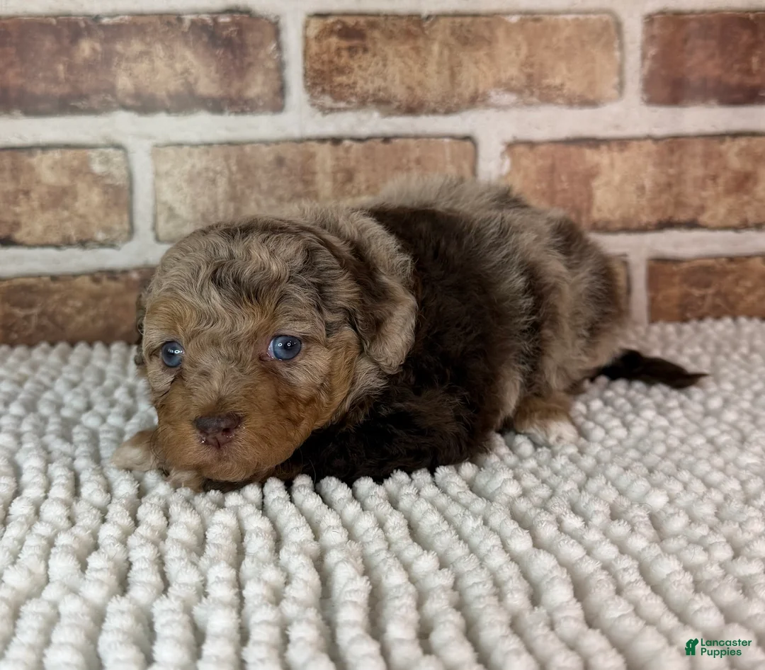 Mini Aussiedoodle dogs for sale: Tizzy - Ad 2