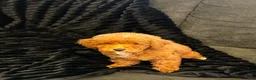 Toy Poodle dogs for sale: Toy Poodle 1 - Ad 3