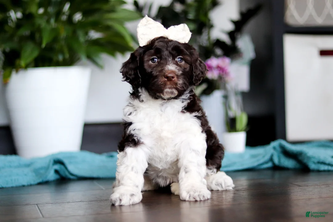 Portuguese Water Dog dogs for sale: Lily - Ad 1