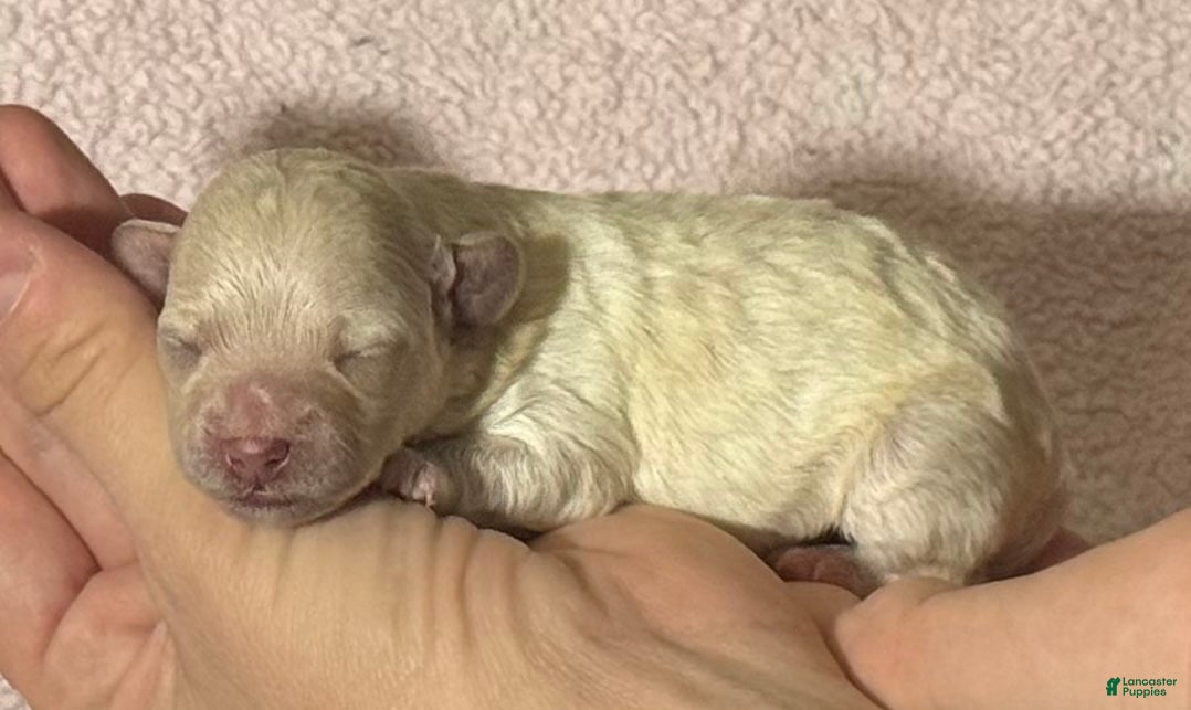 Maltipoo dogs Penny - Ad 9