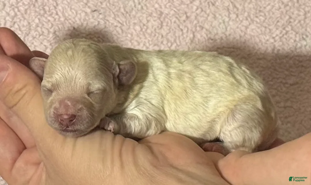 Maltipoo dogs for sale: Penny - Ad 1