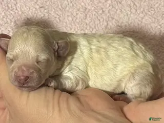 Maltipoo dogs Penny - Ad 9