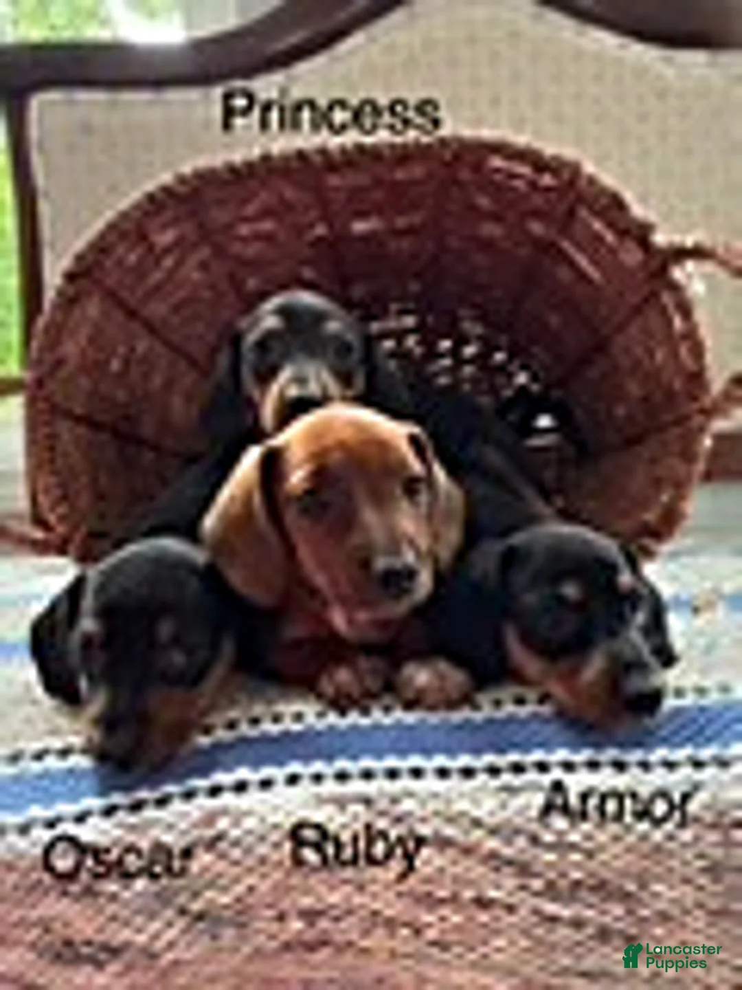 Mini Aussiedoodle dogs for sale: Oscar - Ad 2