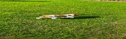 Brittany Spaniel dogs for sale: Jackson - Ad 6