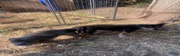 Mixed Breed dogs for sale: Mixed Breed 1 - Ad 5