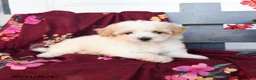 Havapoo dogs for sale: Latte - Ad 3