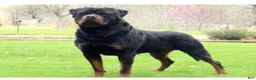 Rottweiler dogs for sale: Hunter - Ad 4