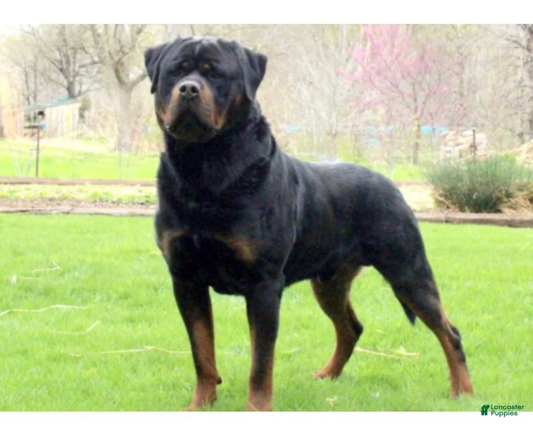 Rottweiler dogs for sale: Hunter - Ad 4
