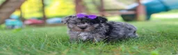 Yorkiepoo dogs for sale: Stella - Ad 4