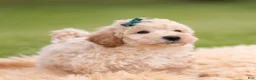 Mini Goldendoodle dogs for sale: Nugget - Ad 4