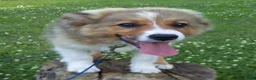 Mixed Breed dogs for sale: Toby - Ad 10
