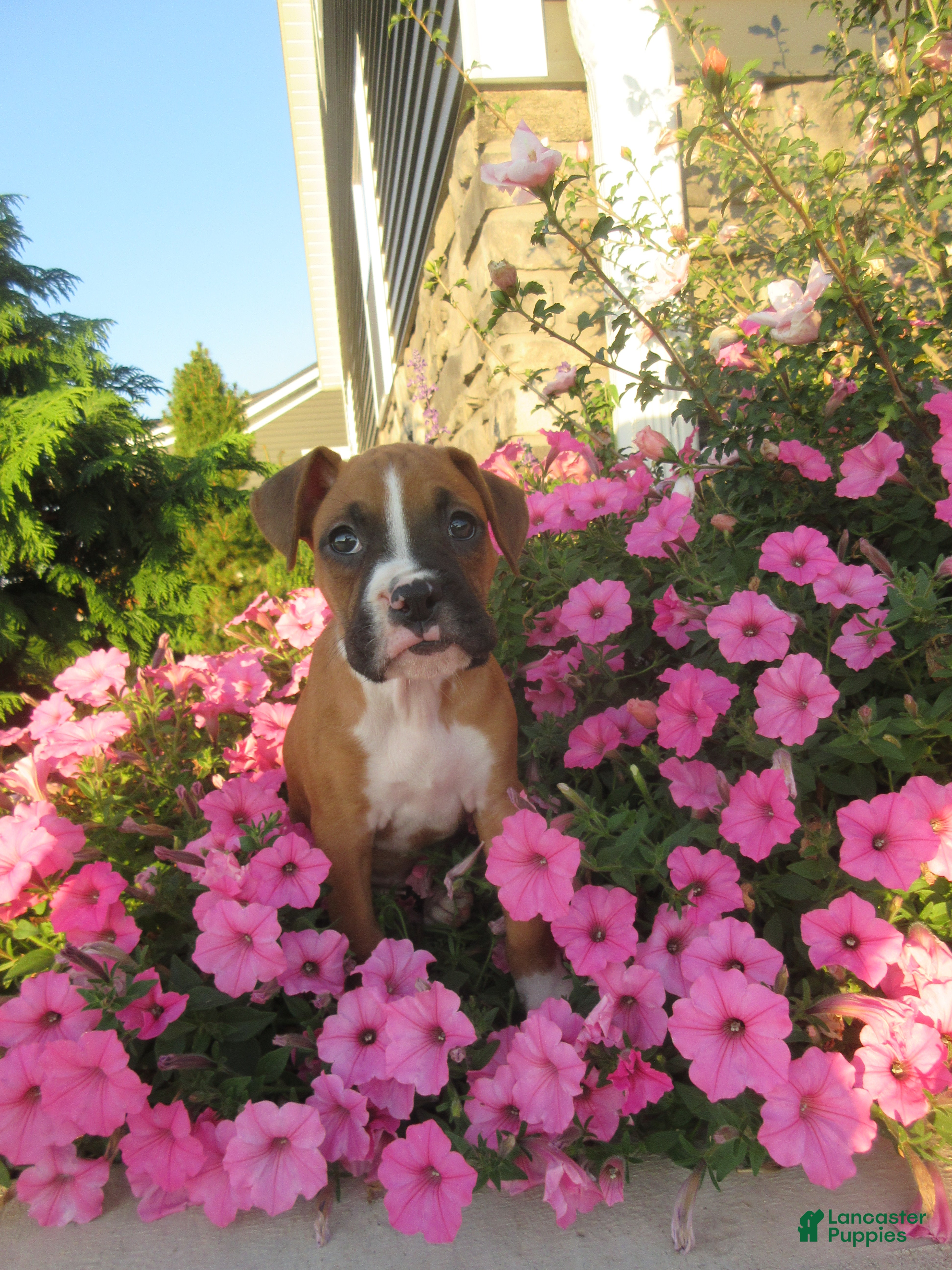 Boxer dogs Autumn - Ad 1
