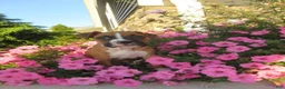 Boxer dogs for sale: Autumn - Ad 1
