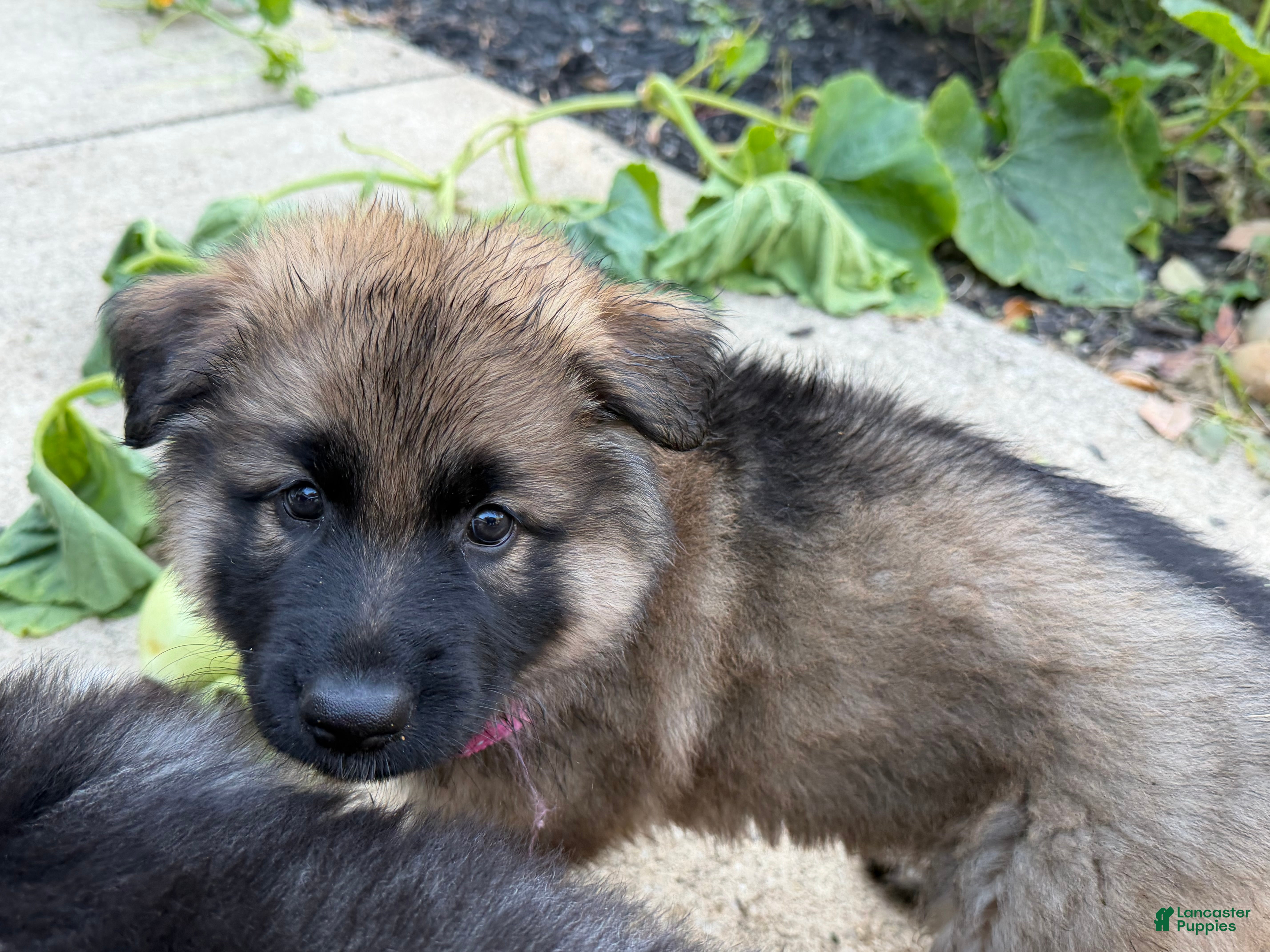 German Shepherd dogs Pinkie - Ad 39