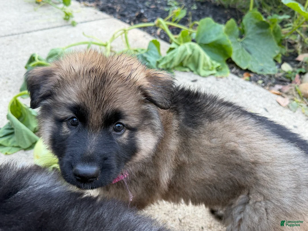 German Shepherd dogs for sale: Pinkie - Ad 1