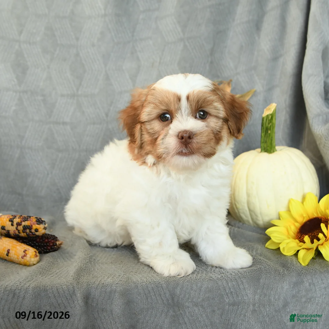 Shorkie dogs for sale: Musketeer - Ad 2