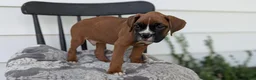 Boxer dogs for sale: Kai - Ad 9