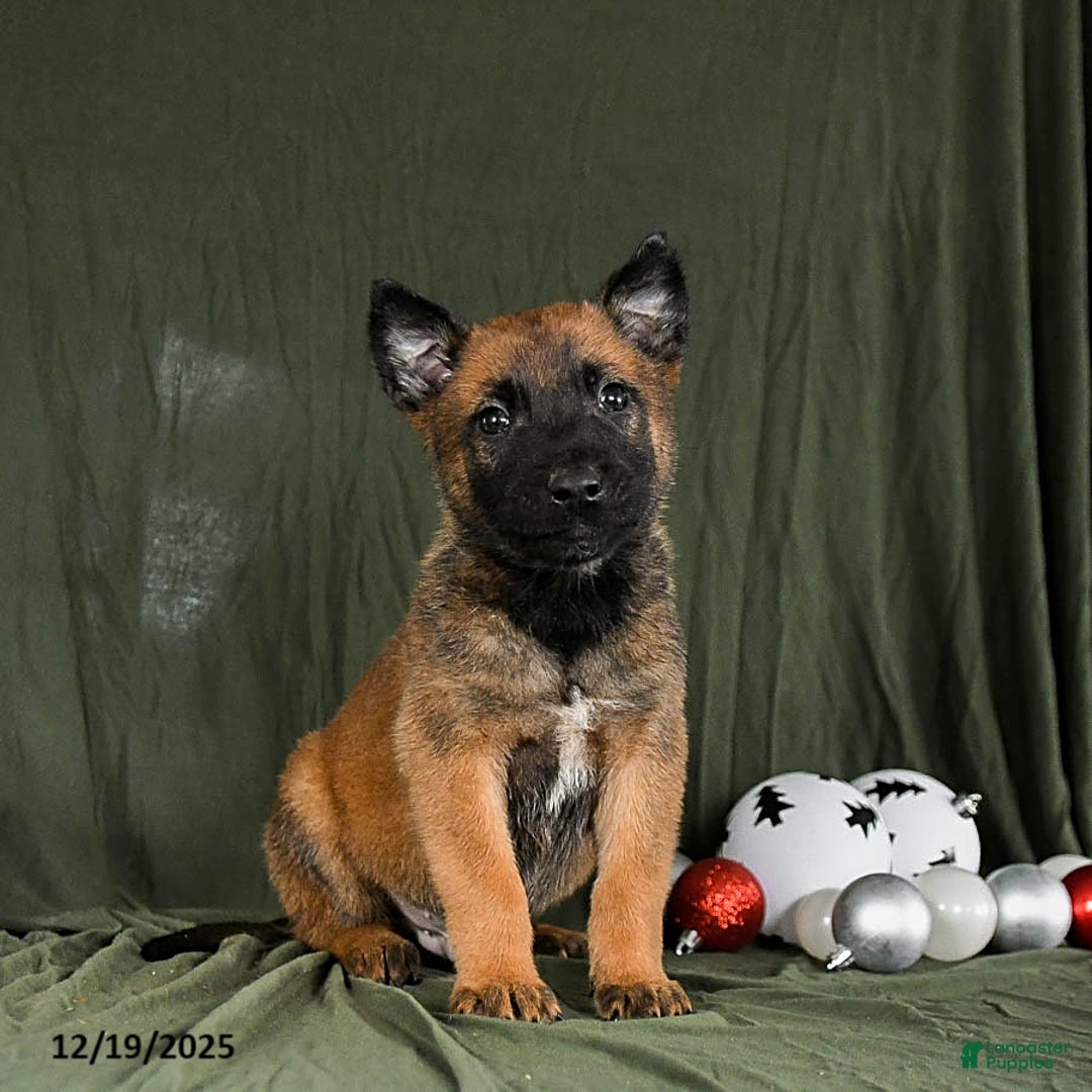 Belgian Malinois dogs for sale: Otis - Ad 1