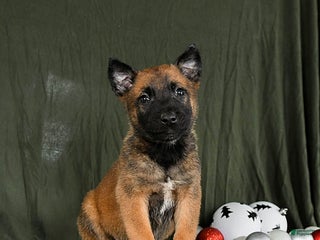 Belgian Malinois dogs Otis - Ad 4
