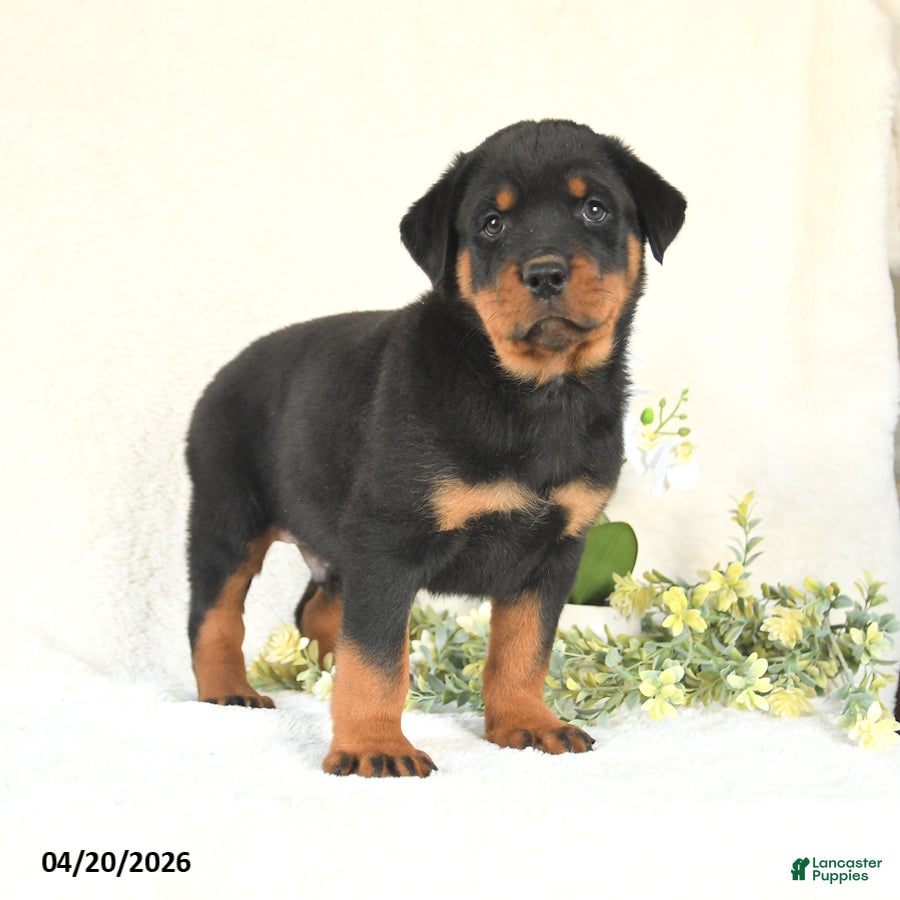 Rottweiler dogs Charlie - Ad 2