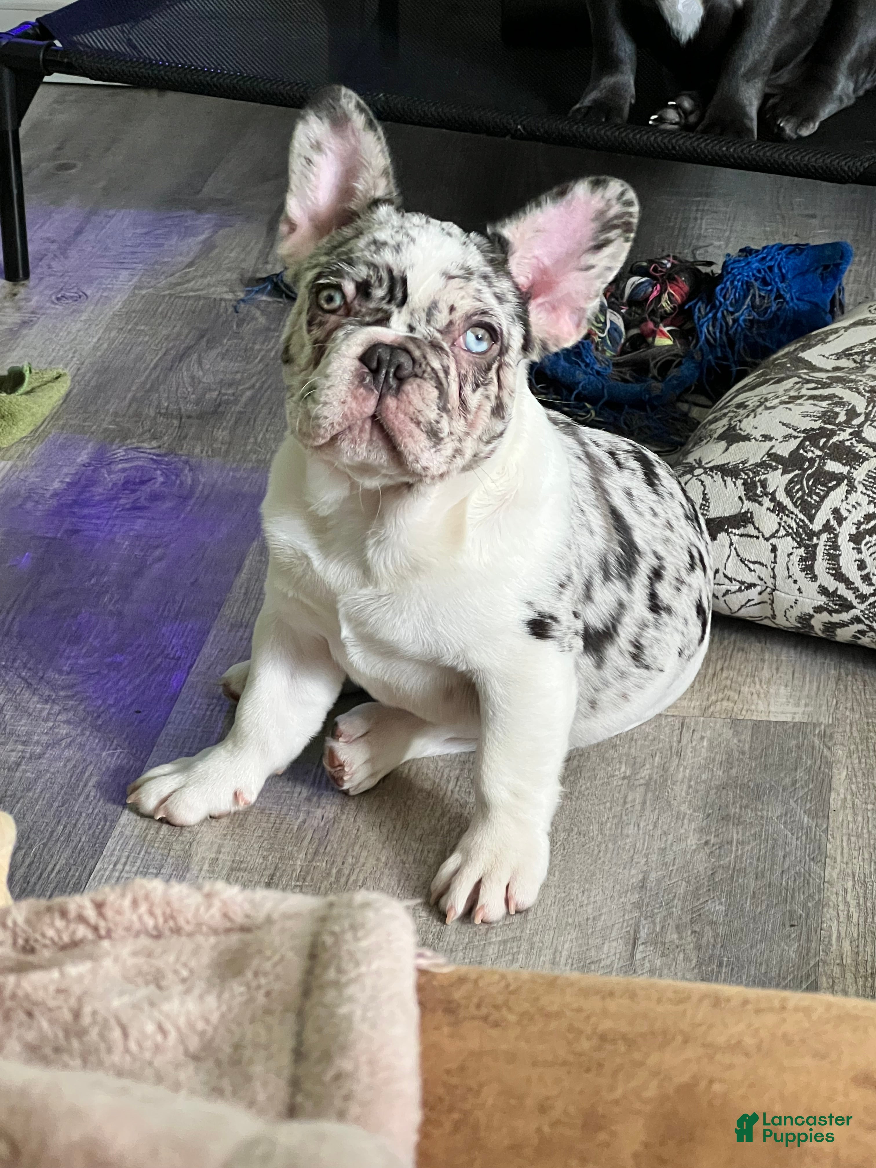 French Bulldog dogs CHAI  - Ad 22
