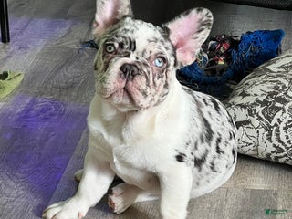 French Bulldog dogs CHAI - Ad 22