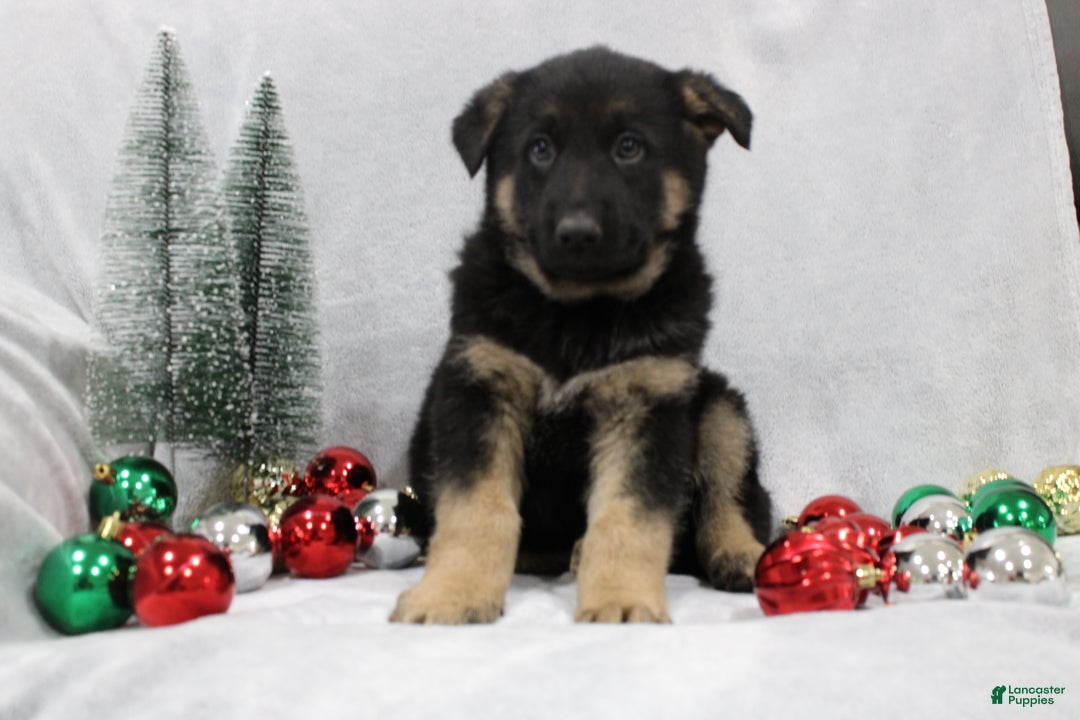 German Shepherd dogs for sale: Ace - Ad 2