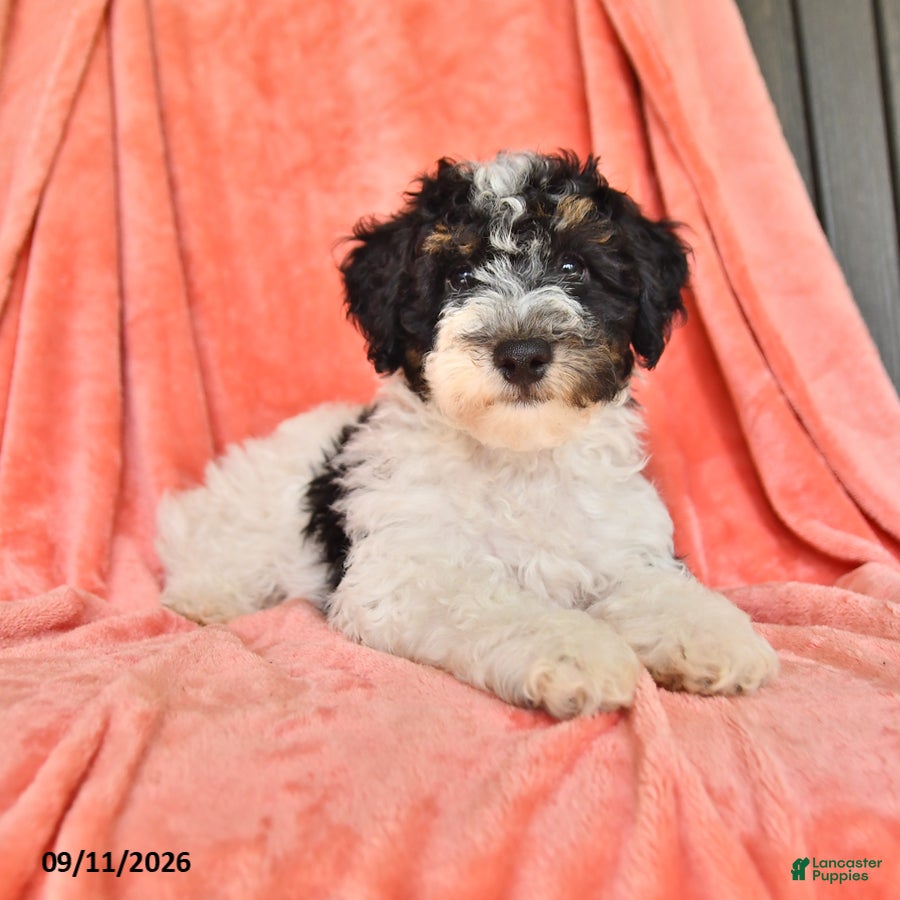 Bichpoo dogs Sparky - Ad 1