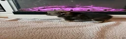 Pomeranian dogs for sale: Griselda - Ad 4