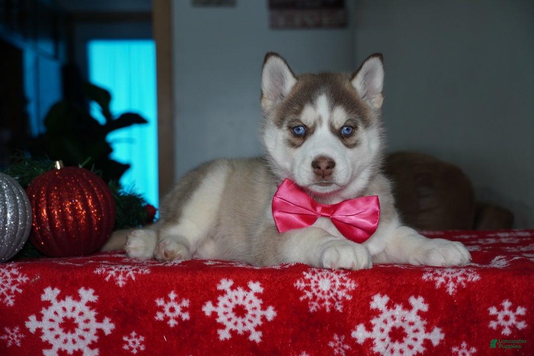 Siberian Husky dogs for sale: River - Ad 4