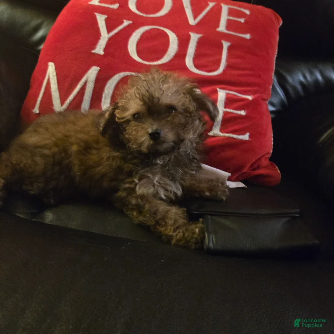 Havapoo dogs for sale: Havapoo 2 - Ad 1