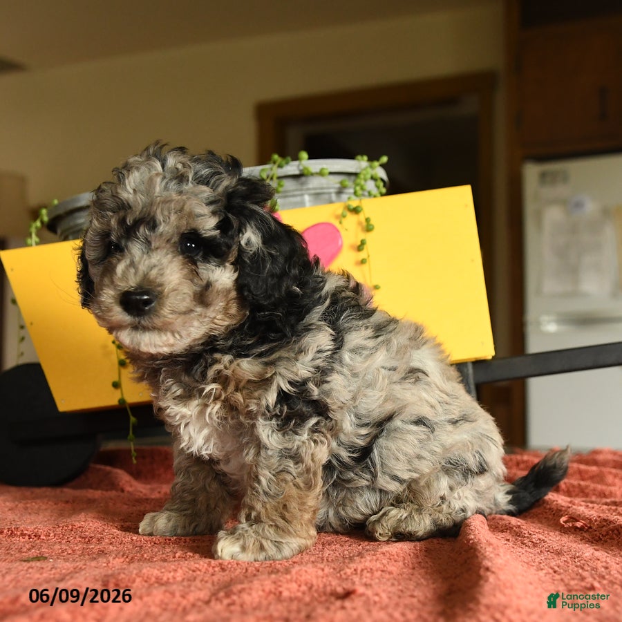 Miniature Poodle dogs for sale: Cecil - Ad 2