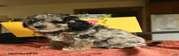 Miniature Poodle dogs for sale: Cecil - Ad 1