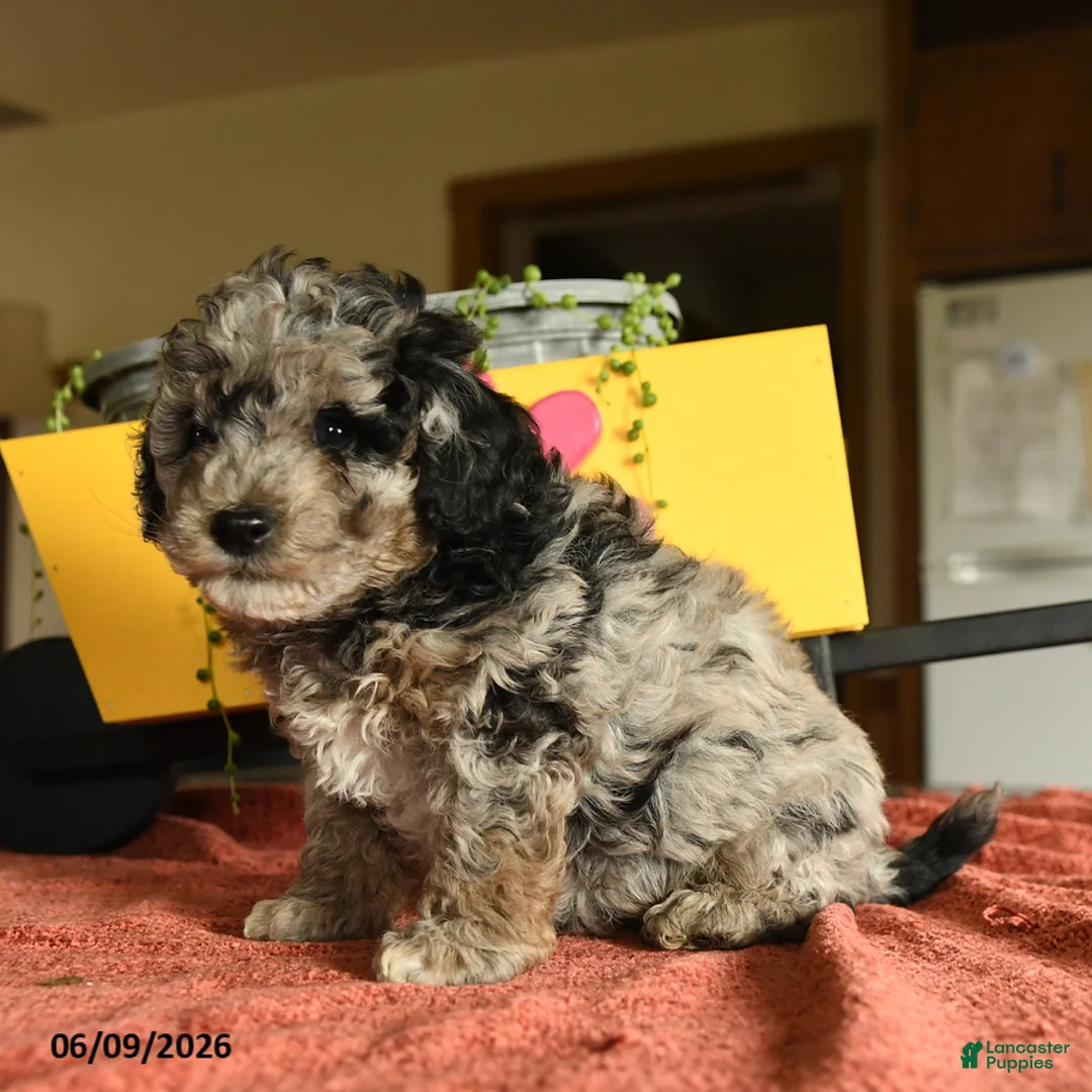 Miniature Poodle dogs for sale: Cecil - Ad 1