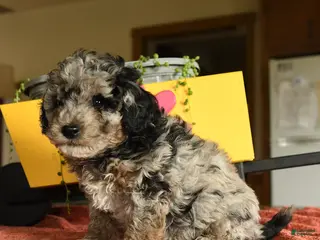Miniature Poodle dogs for sale: Cecil - Ad 2
