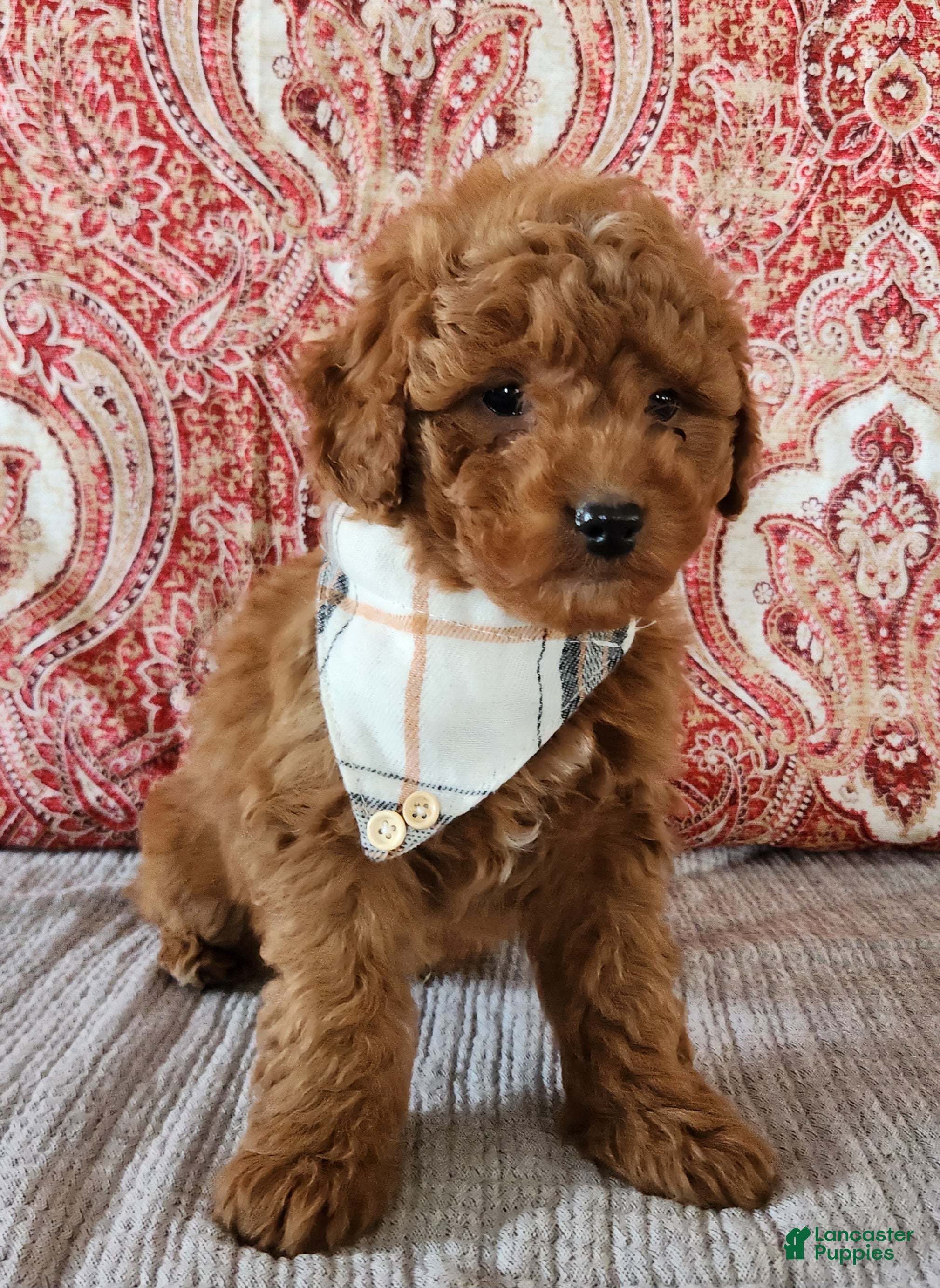 Mini Goldendoodle dogs Sam - Ad 27