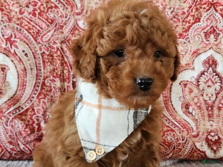 Mini Goldendoodle dogs Sam - Ad 30