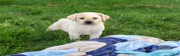 Labrador Retriever dogs for sale: Rosco - Ad 5