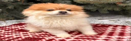 Pomeranian dogs for sale: Anna - Ad 3