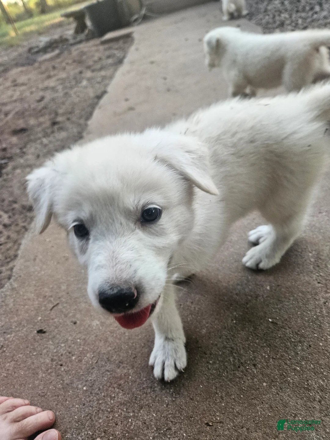 Mixed Breed dogs for sale: Mixed Breed 6 - Ad 2