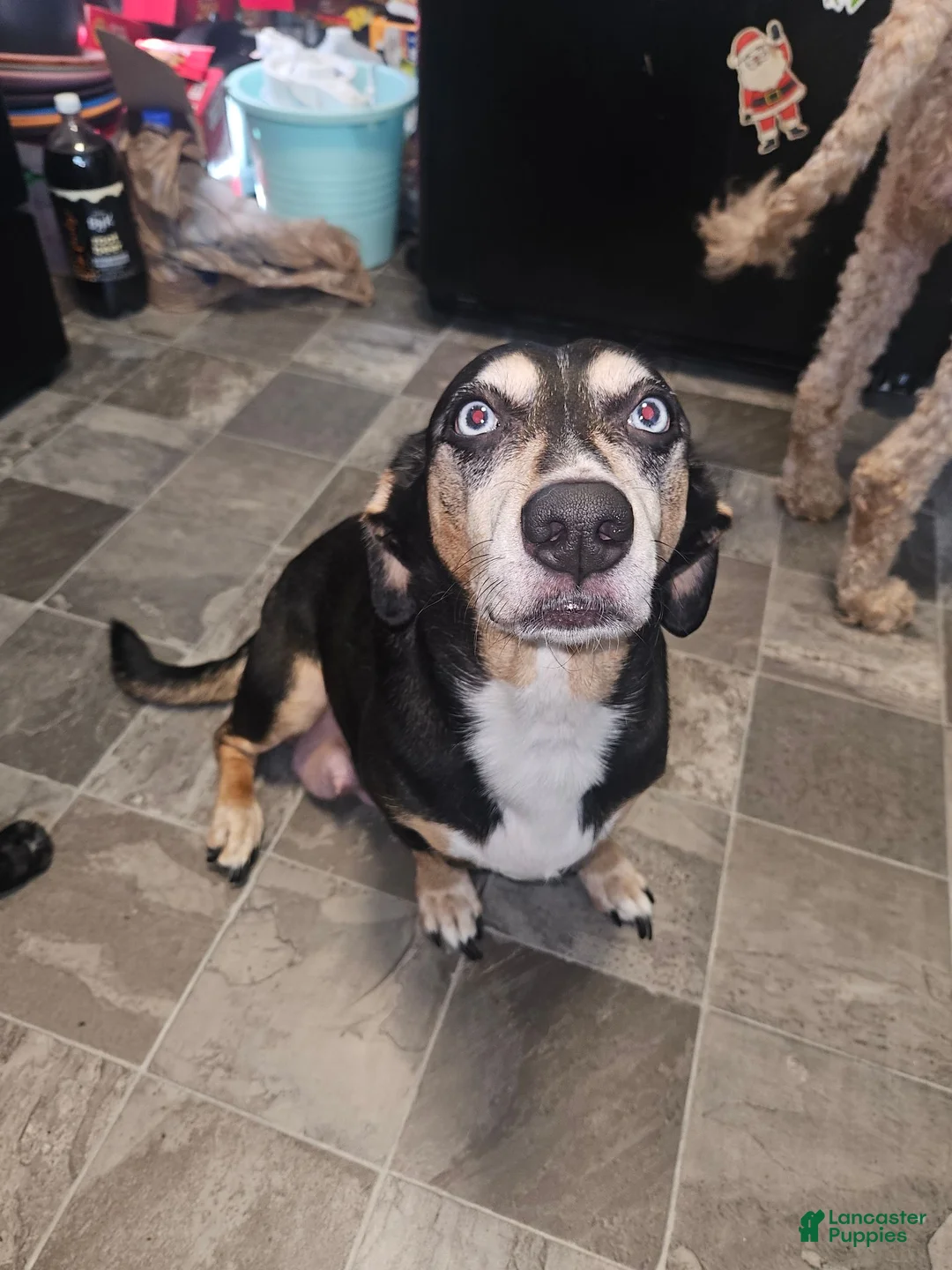 Mixed Breed dogs for sale: Mixed Breed 1 - Ad 7