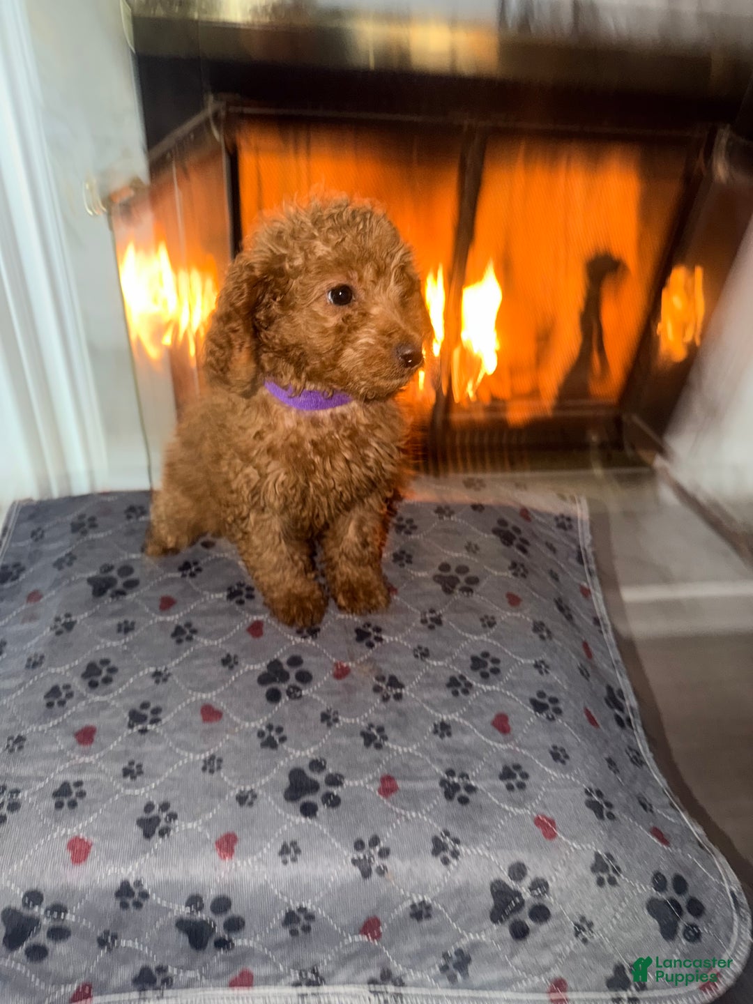Mini Goldendoodle dogs for sale: Raven - Mini Goldendoodle  - Ad 2
